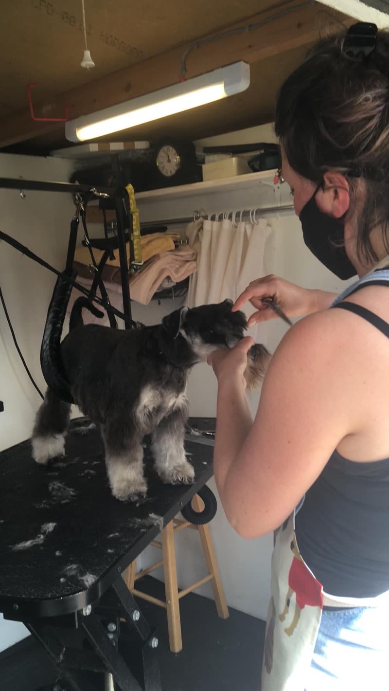 The groomer at work clipping a schnauzer on the grooming table, clipped hair on the salon floor