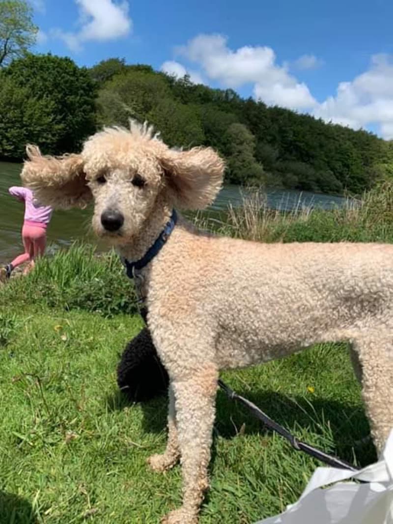 A cream standard poodle standing on the grass by the river under a blue sky
