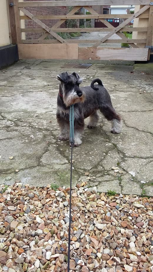 A freshly clipped black-and-silver schnauzer standing outside after a full groom