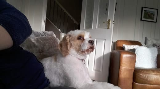 A white-and-tan cockapoo with a soft, brushed-out coat resting on a sofa