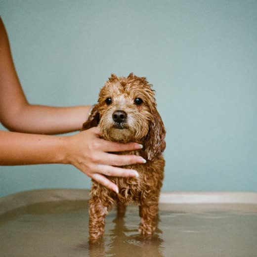 A wet curly-coated dog being bathed and lathered