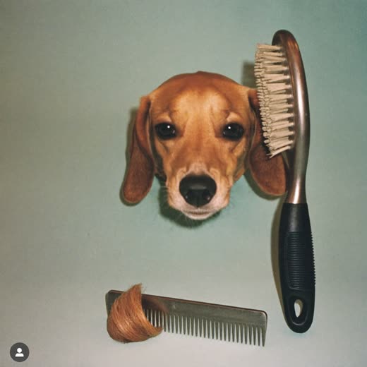 A slicker brush and grooming comb with a tuft of brushed-out coat